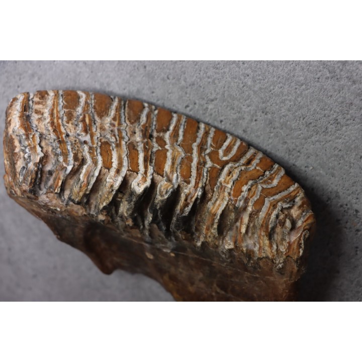 DENT DE MAMMOUTH:  Mammuthus primigenius - Pléistocène   Mer du Nord