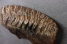 DENT DE MAMMOUTH:  Mammuthus primigenius - Pléistocène   Mer du Nord