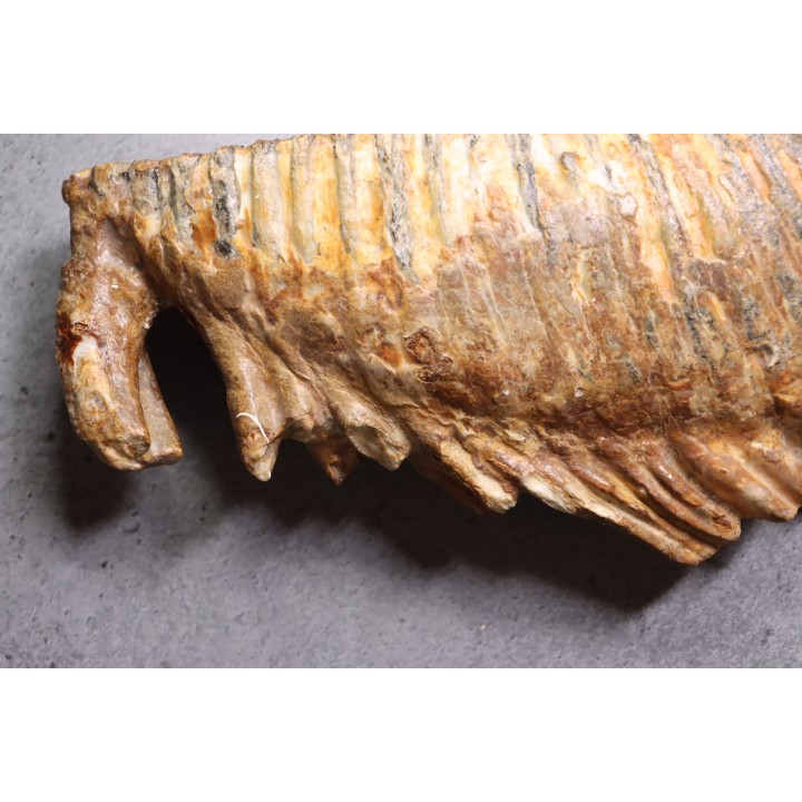 MAMMOTH TOOTH:  Mammuthus primigenius -  Pléistocène - North sea