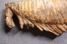 DENT DE MAMMOUTH:  Mammuthus primigenius - Pléistocène   Mer du Nord