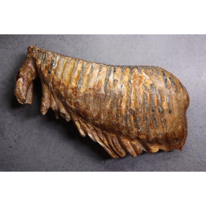 DENT DE MAMMOUTH:  Mammuthus primigenius - Pléistocène   Mer du Nord