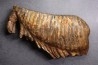 MAMMOTH TOOTH: Mammuthus primigenius - Pléistocène - North sea