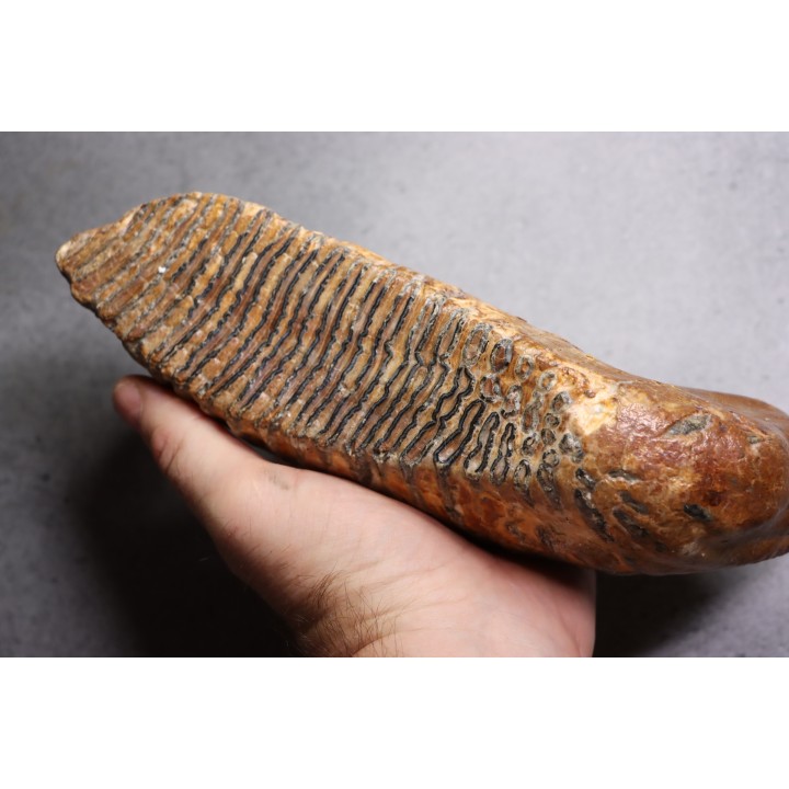 MAMMOTH TOOTH:  Mammuthus primigenius -  Pléistocène - North sea