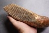 MAMMOTH TOOTH: Mammuthus primigenius - Pléistocène - North sea