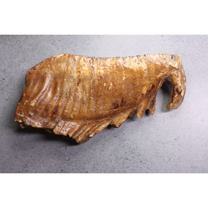 MAMMOTH TOOTH:  Mammuthus primigenius -  Pléistocène - North sea