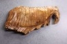DENT DE MAMMOUTH:  Mammuthus primigenius - Pléistocène   Mer du Nord