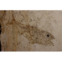 DAPALIS MACRURUS - stampian - Provence - France