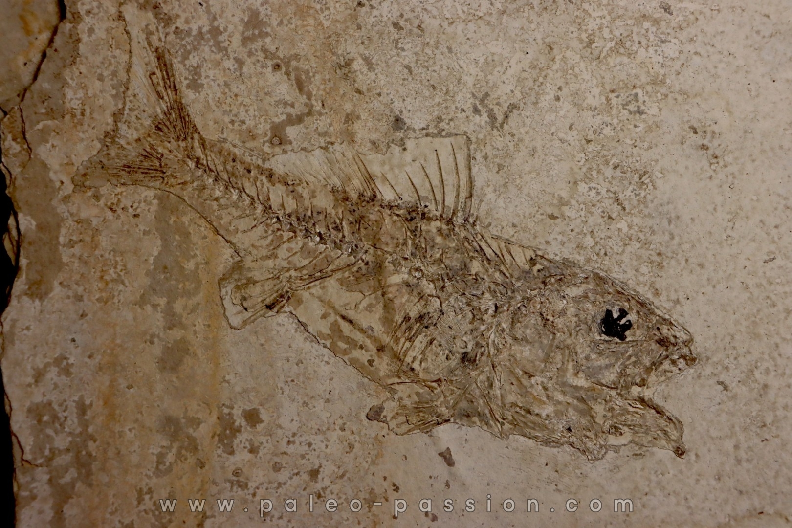 DAPALIS MACRURUS - stampian - Provence - France