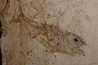 DAPALIS MACRURUS - stampian - Provence - France