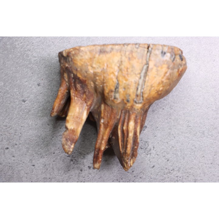 DENT DE MAMMOUTH:  mammuthus primigenius - Pléistocène - Zemst, Belgique