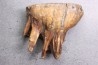 MAMMOTH TOOTH:  Mammuthus primigenius // Pléistocène // Zemst, Belgium