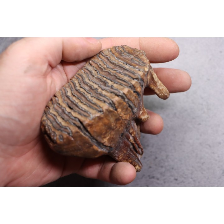 MAMMOTH TOOTH:  Mammuthus primigenius // Pléistocène // Zemst, Belgium