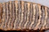 MAMMOTH TOOTH:  Mammuthus primigenius // Pléistocène // Zemst, Belgium