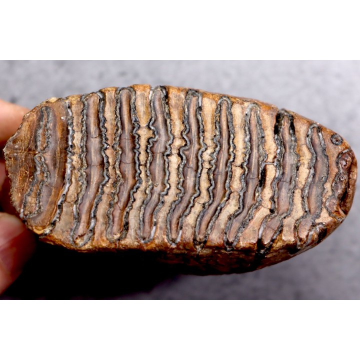 MAMMOTH TOOTH:  Mammuthus primigenius // Pléistocène // Zemst, Belgium
