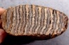 DENT DE MAMMOUTH: mammuthus primigenius - Pléistocène - Zemst, Belgique