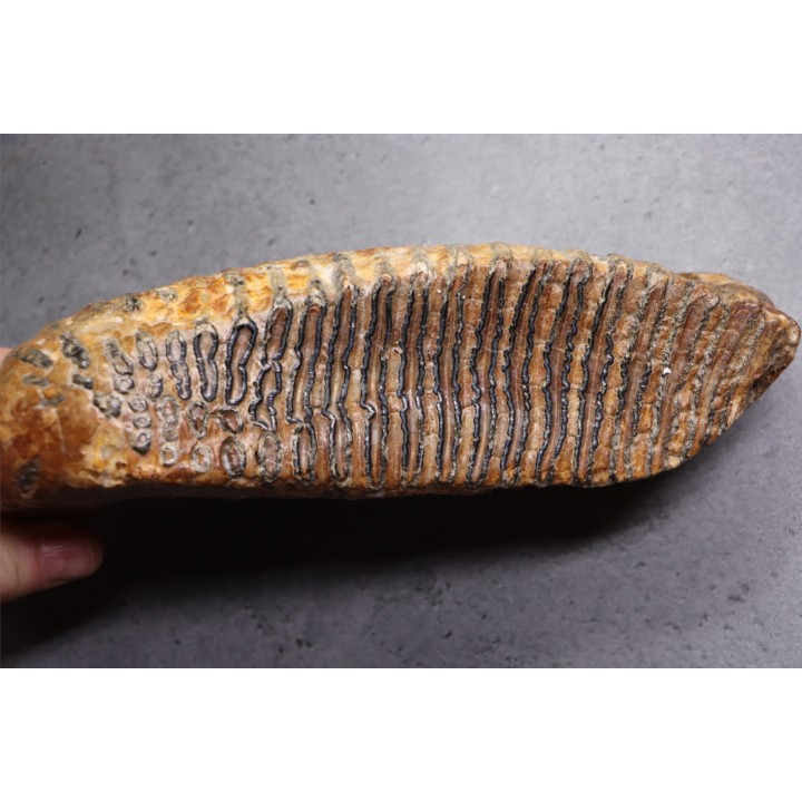 DENT DE MAMMOUTH:  Mammuthus primigenius - Pléistocène   Mer du Nord