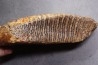 MAMMOTH TOOTH: Mammuthus primigenius - Pléistocène - North sea