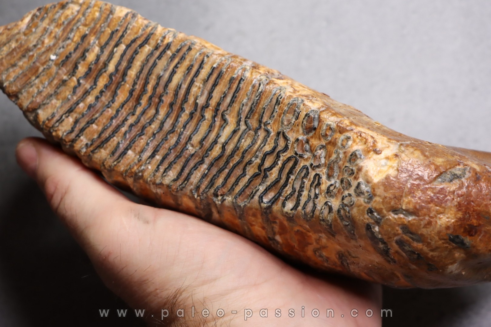 MAMMOTH TOOTH: Mammuthus primigenius - Pléistocène - North sea