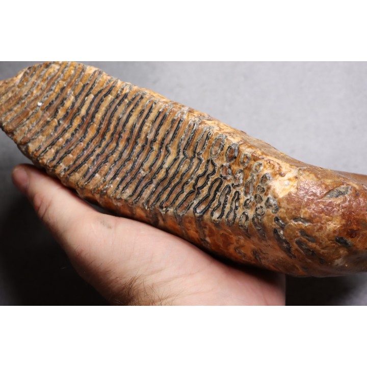 MAMMOTH TOOTH:  Mammuthus primigenius -  Pléistocène - North sea