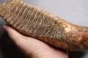 MAMMOTH TOOTH: Mammuthus primigenius - Pléistocène - North sea