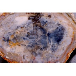 coprolithe de dinosaure - jurassique - Morrison Formation