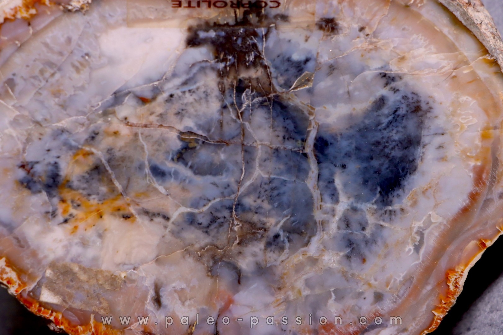dinosaur coprolithe - jurassic - Morrison Formation