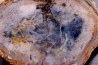 coprolithe de dinosaure - jurassique - Morrison Formation