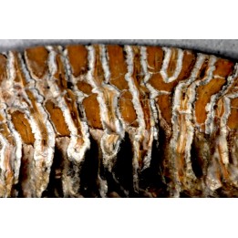 MAMMOTH TOOTH:  Mammuthus primigenius -  Pléistocène - North sea