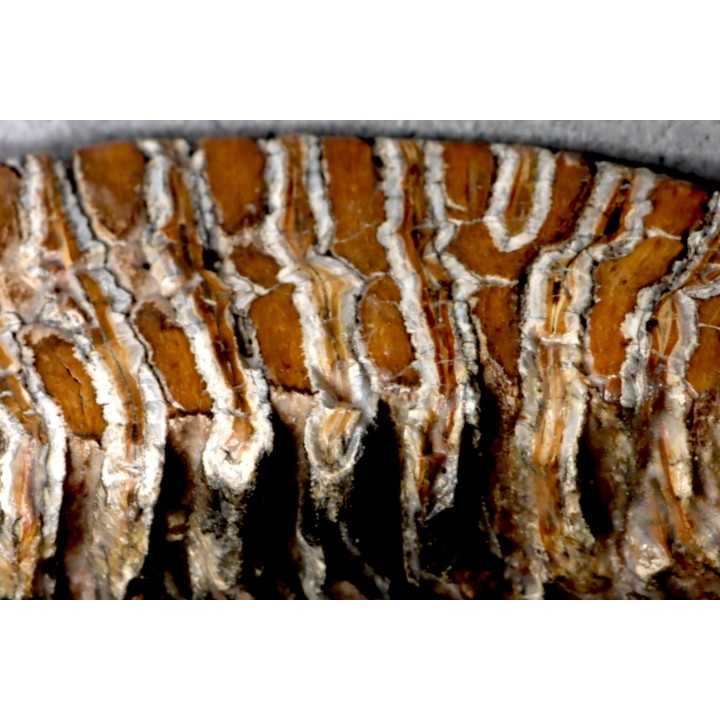 MAMMOTH TOOTH:  Mammuthus primigenius -  Pléistocène - North sea