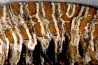 MAMMOTH TOOTH:  Mammuthus primigenius -  Pléistocène - North sea