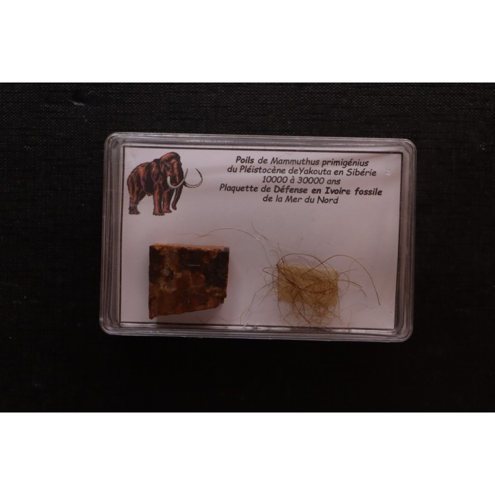 MAMMOTH HAIR and ivory