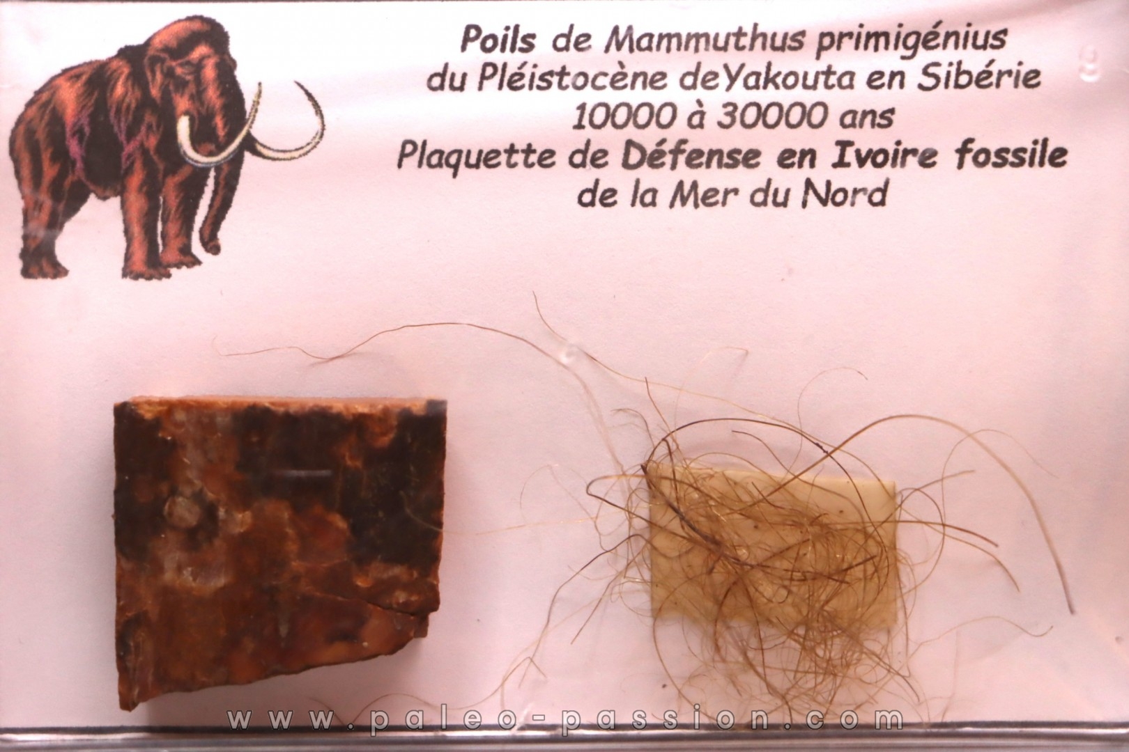 coffret vitré ivoire et poils de MAMMOUTH