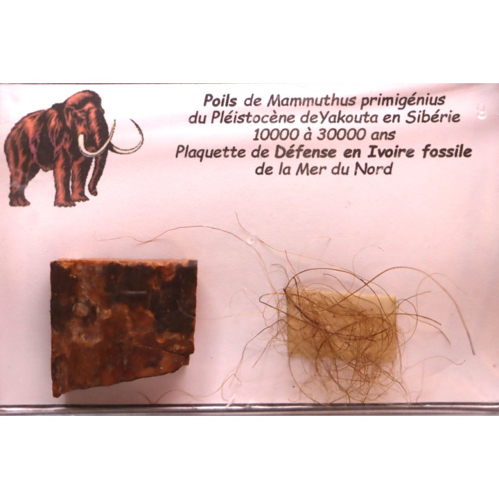 coffret vitré ivoire et poils de MAMMOUTH