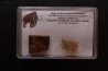 coffret vitré ivoire et poils de MAMMOUTH