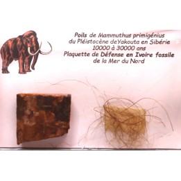 MAMMOTH HAIR and ivory