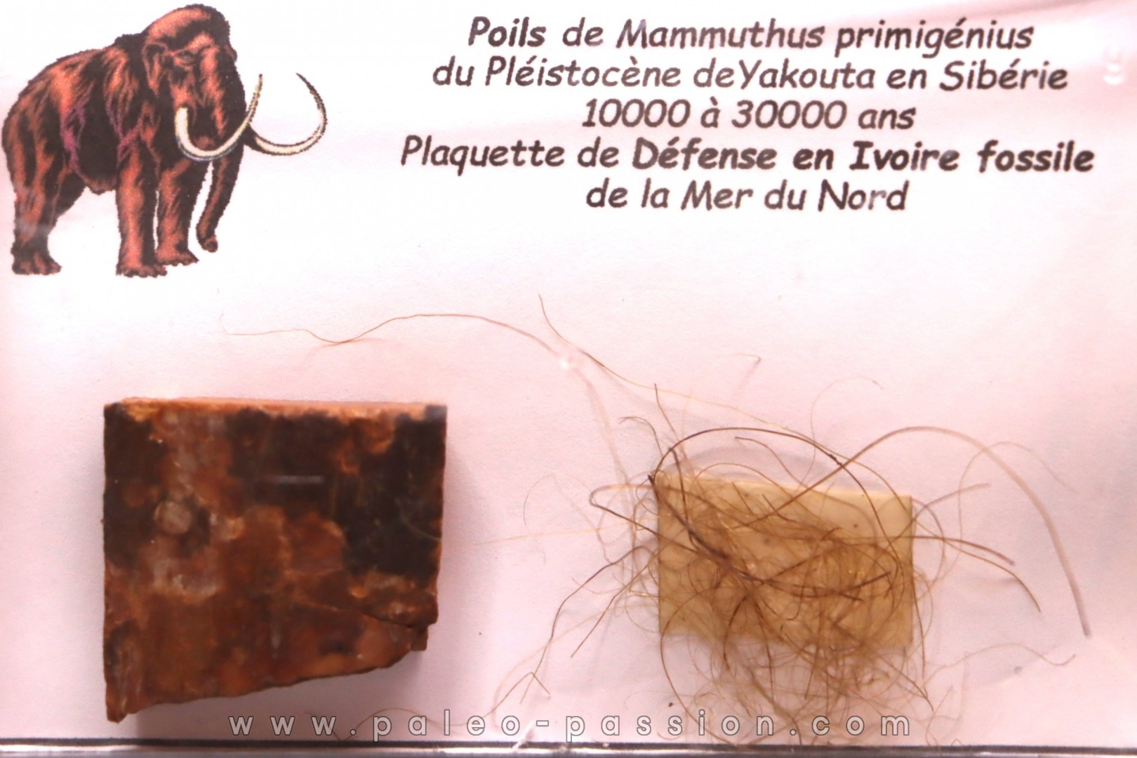MAMMOTH HAIR and ivory