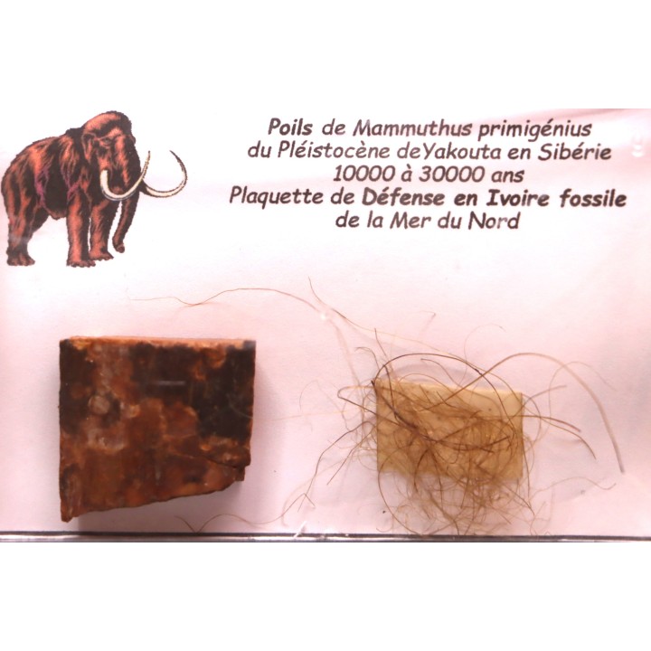 MAMMOTH HAIR and ivory