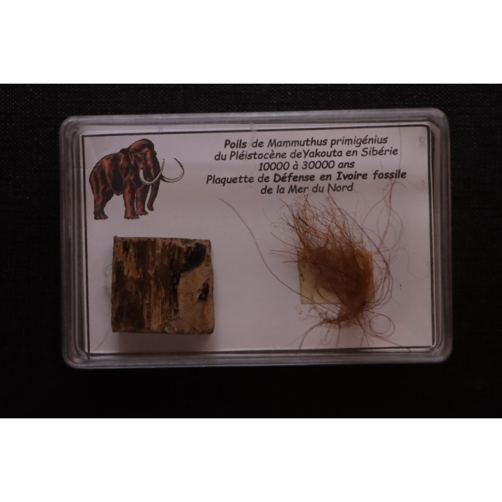 MAMMOTH HAIR and ivory