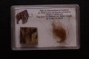 MAMMOTH HAIR and ivory