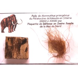 coffret vitré ivoire et poils de MAMMOUTH