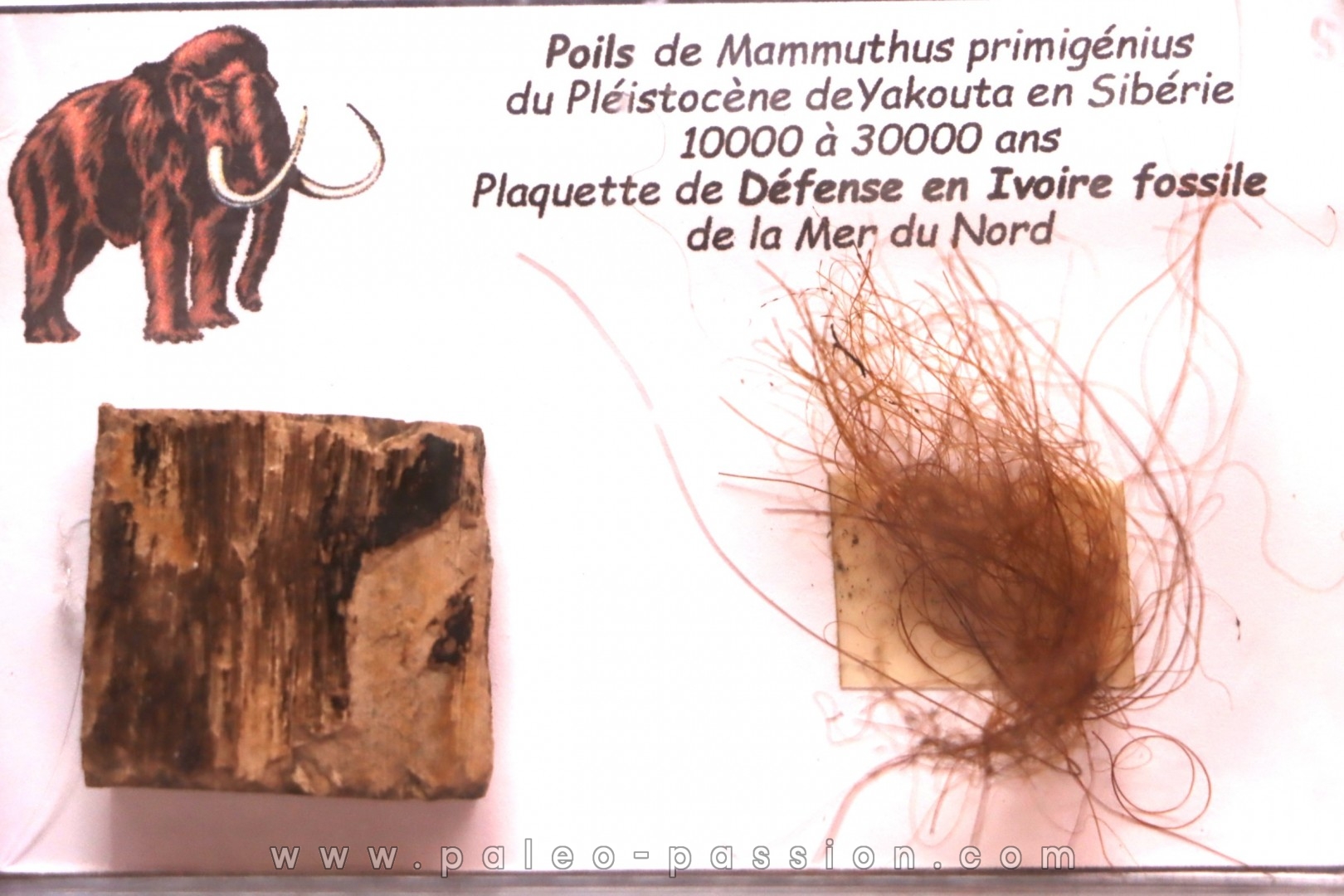 MAMMOTH HAIR and ivory