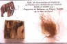MAMMOTH HAIR and ivory