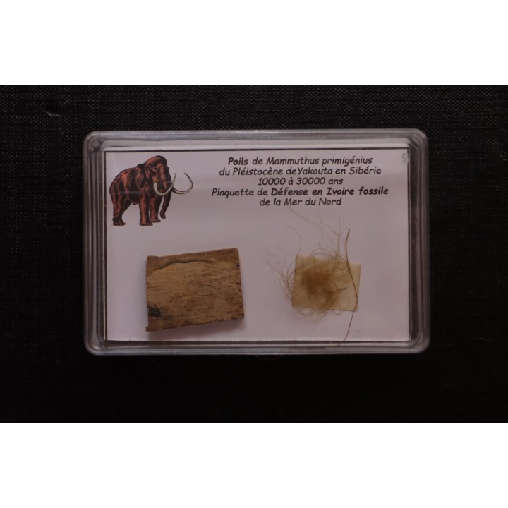 coffret vitré ivoire et poils de MAMMOUTH
