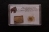 coffret vitré ivoire et poils de MAMMOUTH