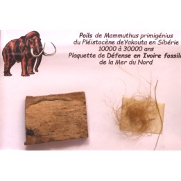 MAMMOTH HAIR and ivory