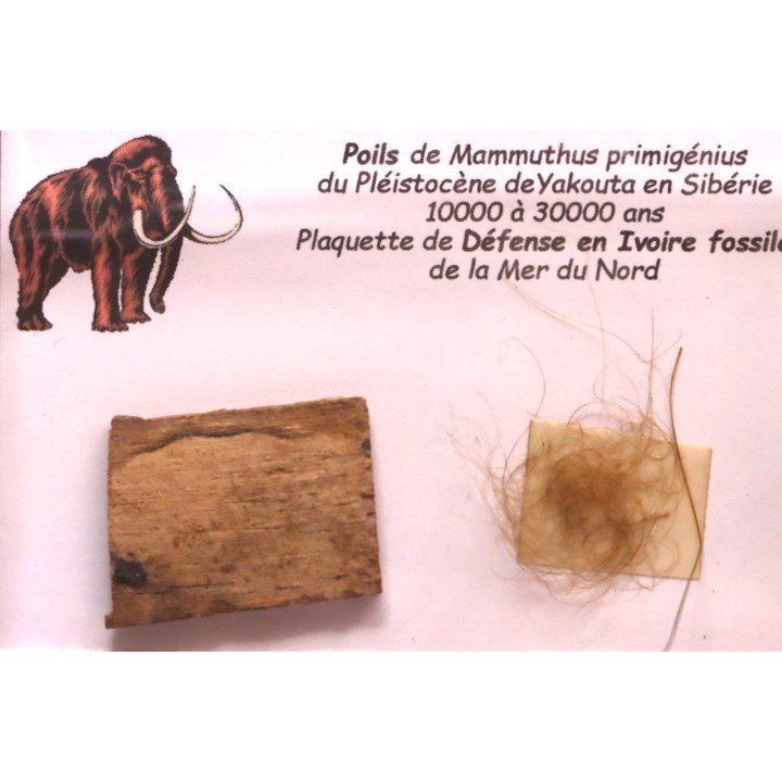 coffret vitré ivoire et poils de MAMMOUTH