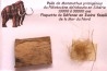 coffret vitré ivoire et poils de MAMMOUTH
