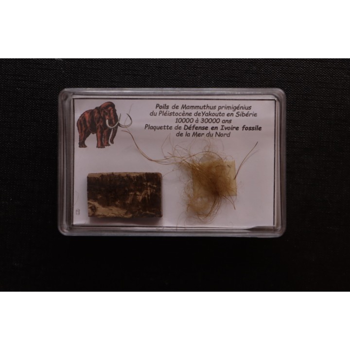 coffret vitré ivoire et poils de MAMMOUTH