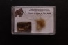 coffret vitré ivoire et poils de MAMMOUTH
