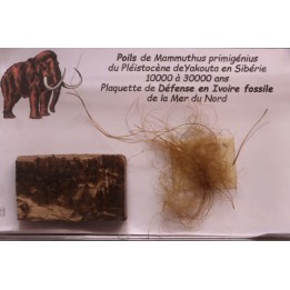 coffret vitré ivoire et poils de MAMMOUTH